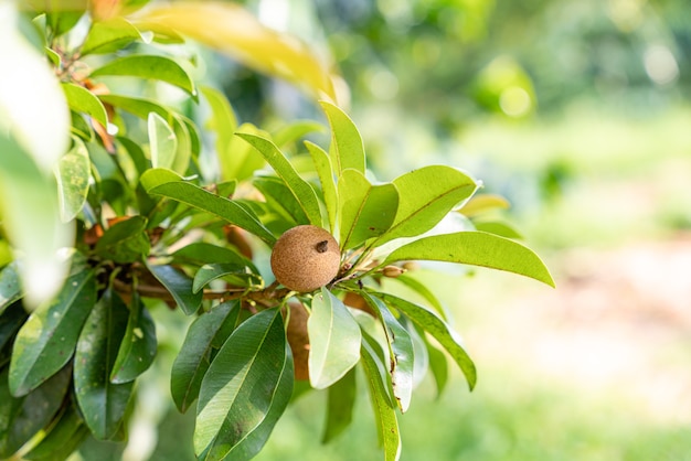 Frische Sapodilla-Frucht oder Sawo-Baum aus Indonesien