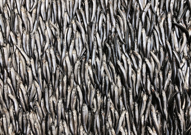 Frische Sardellen auf einem Fischmarktzähler