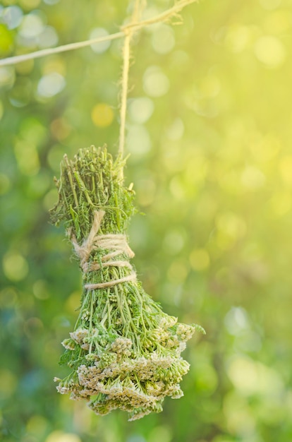 Frische Schafgarbenzweige Blumen der Schafgarbe hängen am Seil Scoria Herb oder Millefolii herba