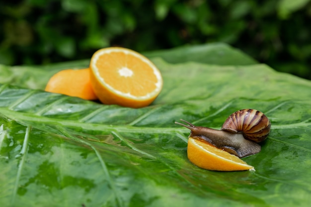 Frische Schnittorangen, die auf einem grünen Blatt und einer achatina Schnecke mit einem zerbrechlichen braunen Oberteil isst eine orange Scheibe im Vordergrund liegen. Kosmetik-Konzept