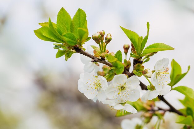 Frische schöne Blumen des Apfelbaums