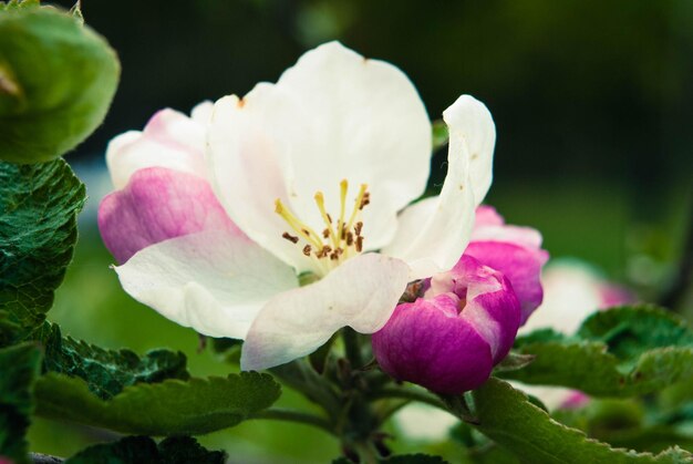 Frische schöne Blumen des Apfelbaums