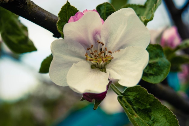 Frische schöne Blumen des Apfelbaums