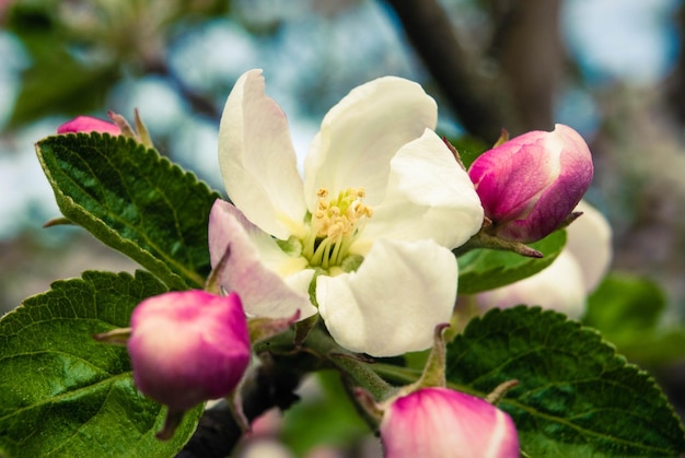 Frische schöne Blumen des Apfelbaums