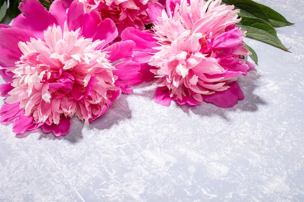 Frische schöne rosa Pfingstrosen liegen auf strukturiertem grauem Hintergrund nah oben. Valentinstag, Muttertag, Frauenmonat, Internationaler Frauentag, Hochzeitsblumengrußkarte. Kopieren Sie Platz für Text.