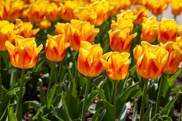 Frische schöne rote gelbe Tulpenblumen im Garten