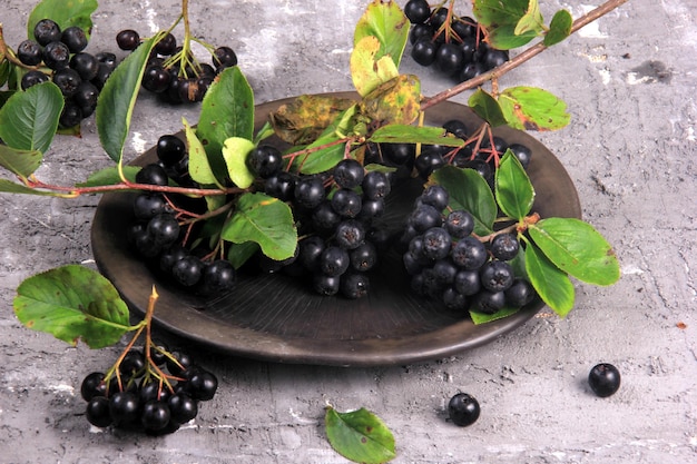 Frische schwarze Aroniabeeren auf einer Tonplatte. Schwarze Aronia