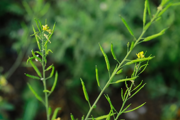 Frische schwarze Musterpflanze