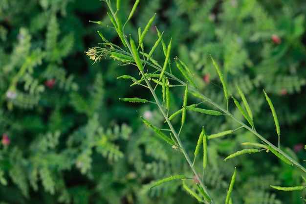 Frische schwarze Musterpflanze