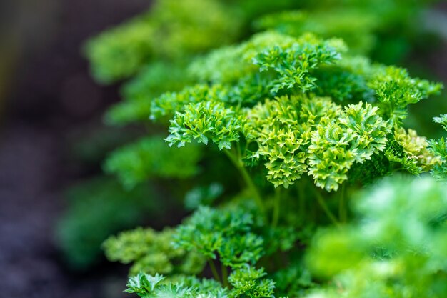 Frische Selleriepflanze im Garten