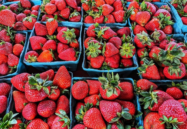 Frische Sommer Erdbeeren aus der Landwirtschaft
