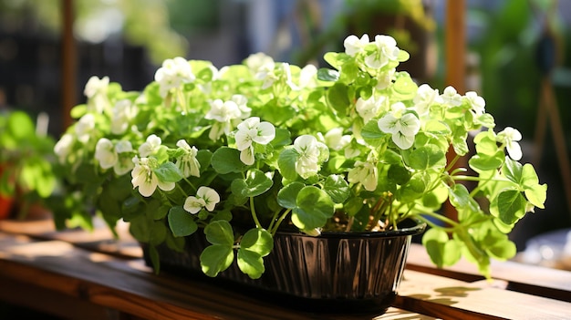 Frische sommergrüne Blätter Blumentopf blühende Schönheit