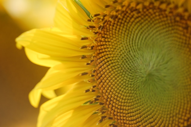 Frische Sonnenblume auf dem Gebiet