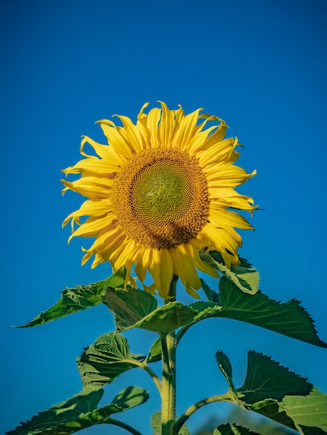 Frische Sonnenblume mit klarem Himmel Hintergrund