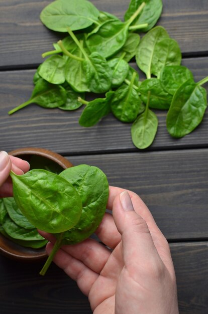 Frische Spinatblätter in der Hand