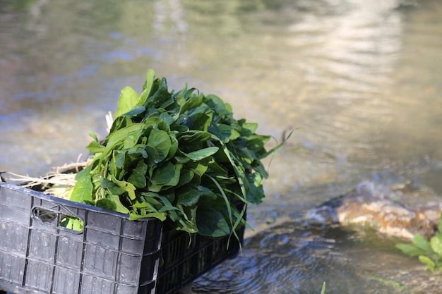 Frische Spinatblätter in einer Schachtel, gesundes veganes Essen in der Nähe des Flussufers