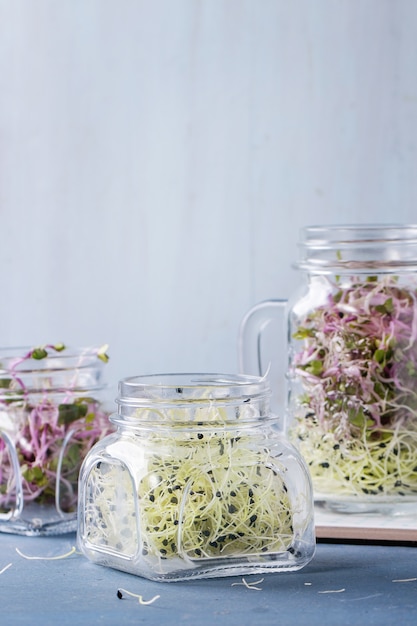 Frische Sprossen im Einmachglas