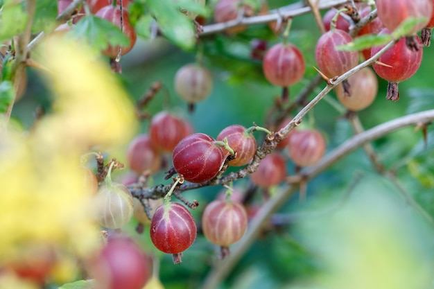 Frische Stachelbeere auf einem Ast eines Stachelbeerstrauchs im Garten Detailansicht von Bio-Stachelbeerbeeren, die an einem Ast unter den Blättern hängen