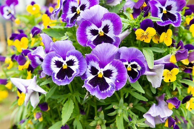 Frische Stiefmütterchen Blumenpflanze als natürlicher Hintergrund blühende Natur