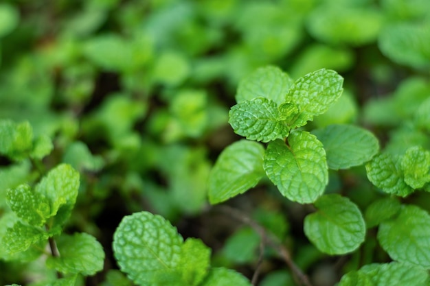 Frische tadellose Blätter im Garten