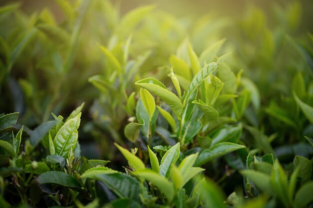 Foto frische teeblätter aus der nähe teeplantagen