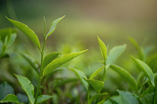 Frische Teeblätter aus der Nähe Teeplantagen