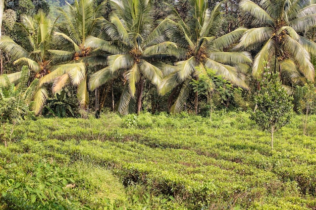 Frische Teeplantage und Kokospalme