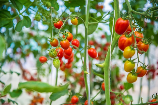 Frische Tomate, Gemüse