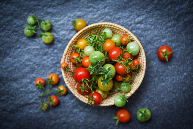 Frische Tomate organisch mit grünen und erntenden reifen roten Tomaten im Korb auf Dunkelheit