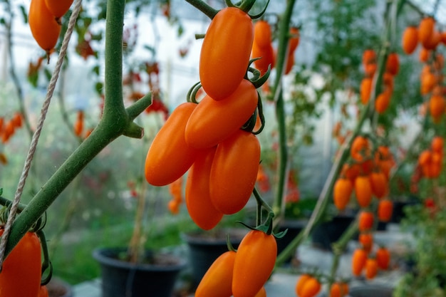 Foto frische tomaten am rebstock