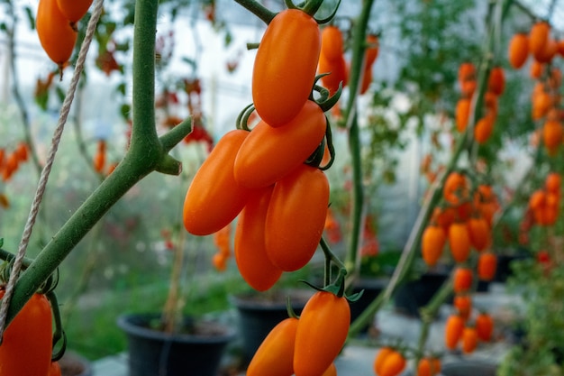 frische Tomaten am Rebstock