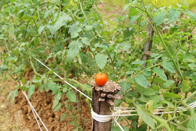 Frische Tomaten auf dem Baum im Garten