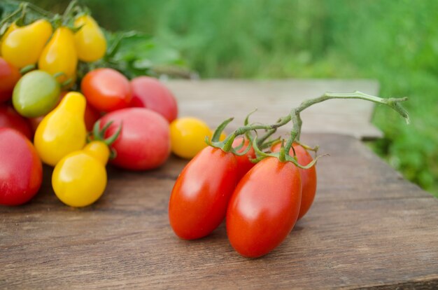 Frische Tomaten vom Bauernhof. Zurück zur Naturfarm. Tomatenfrüchte wachsen auf Feldern