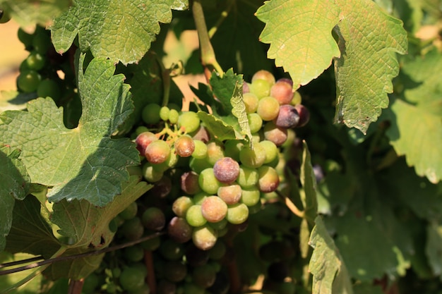 frische Trauben im Weinberg