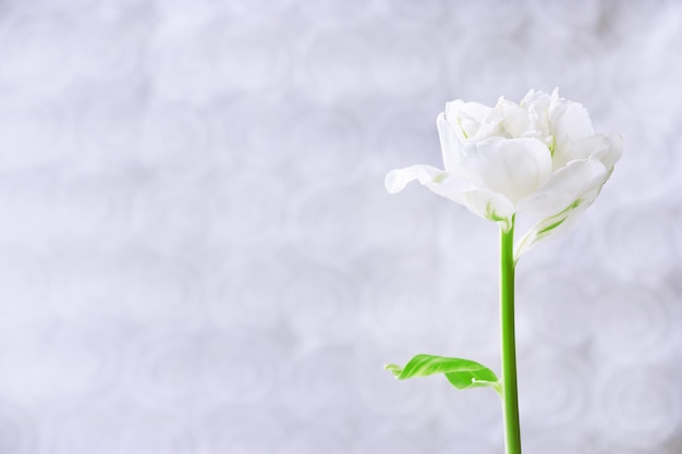 Frische Tulpe auf grauem Hintergrund