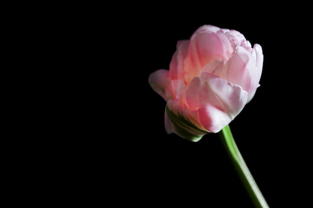 Frische Tulpe auf schwarzem Hintergrund