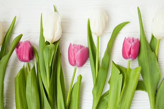 Frische Tulpen auf einem weißen hölzernen Hintergrund für Muttertag