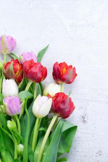 Frische Tulpen Blumen