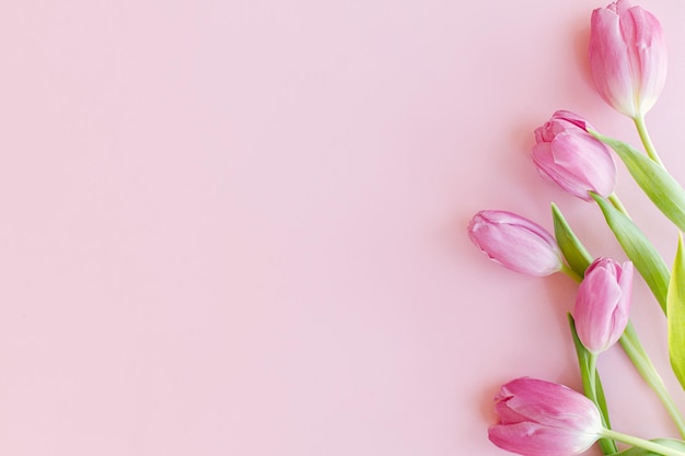 Frische Tulpen flach lag auf rosa Hintergrund Florale Grußkartenvorlage mit Platz für Text