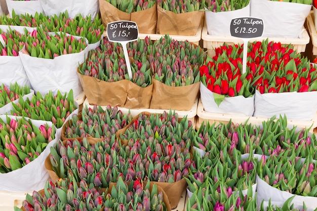 Frische Tulpenblumen aus Holland zum Verkauf, Amsterdamer Blumenmarkt.