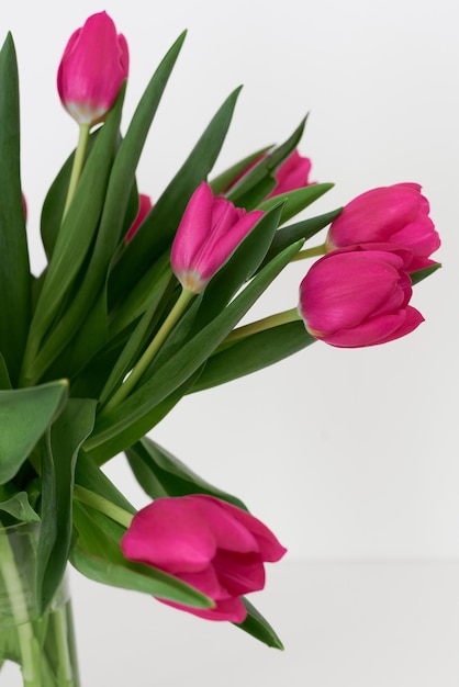 Frische Tulpenblumen in rosa Farbe