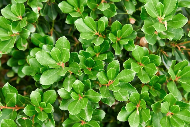 Frische üppige gemeinsame Bärentraube Pflanze wächst auf Blumenbeet bei Sonnenlicht aus nächster Nähe