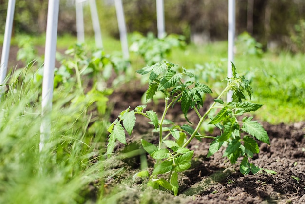 Frische und junge Tomatensetzlinge, die im Frühjahr in einem Gartenbeet in einem Gewächshaus in einem Dorf gepflanzt wurden