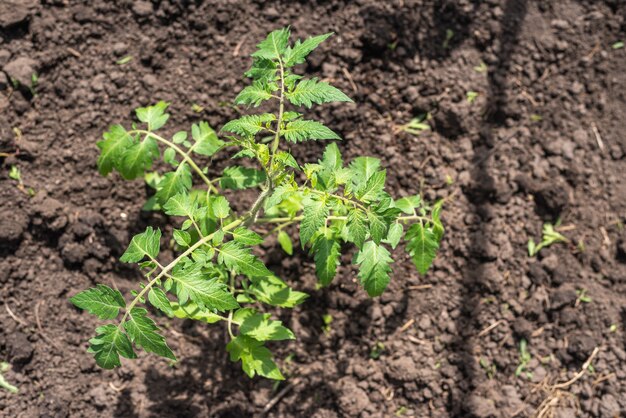 Frische und junge Tomatensetzlinge, die im Frühjahr in einem Gartenbeet in einem Gewächshaus in einem Dorf gepflanzt wurden