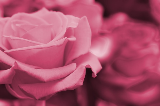 Frische und nasse Rose mit Tröpfchen im Makrobild in der Farbe Viva Magenta des Jahres 2023