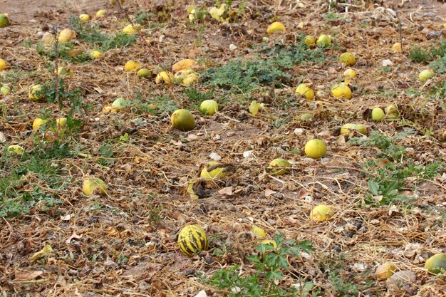 Frische und reife Melonen im Garten