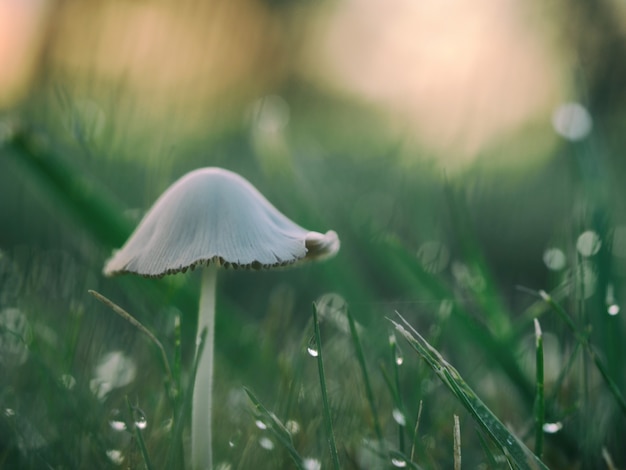 Frische und schöne Pilze im Gras, die morgens mit Tau bedeckt sind