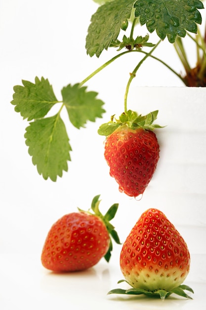 Frische und süße leckere Erdbeeren und Wassertropfen