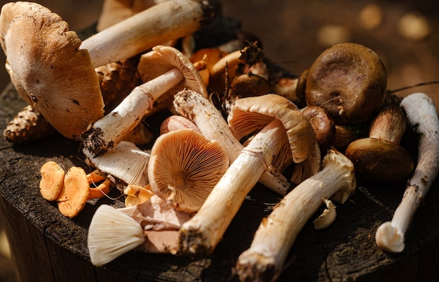 Frische verschiedene Pilze auf einem Baumstumpf im Herbstwald.