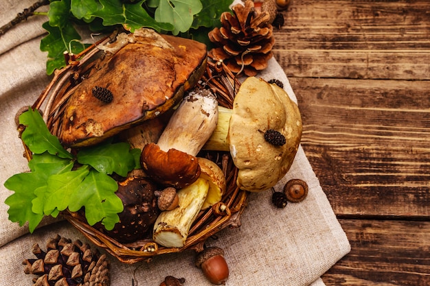 Frische Waldpilze. Verschiedene Gourmet-Steinpilze und Steinpilze, Eichenblätter